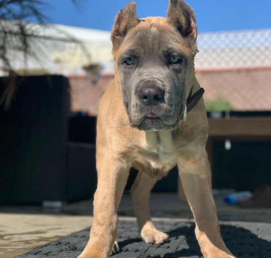 Cane corso