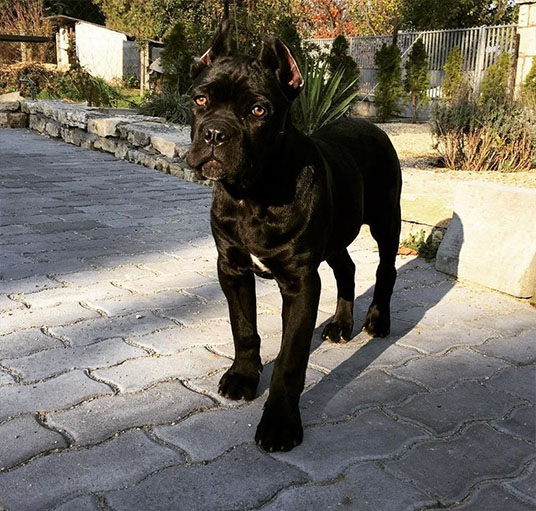 Cane corso