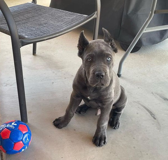 Cane corso