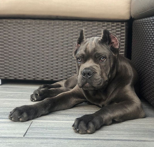 Cane corso