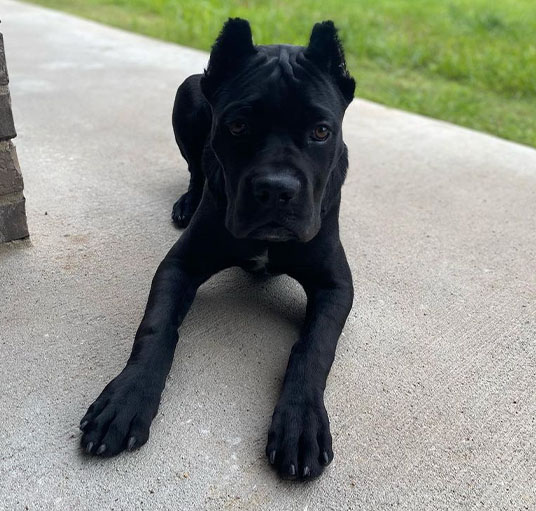 Cane corso