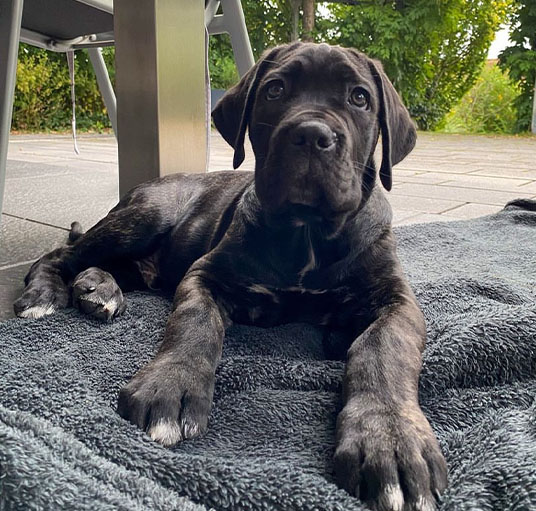 Cane corso