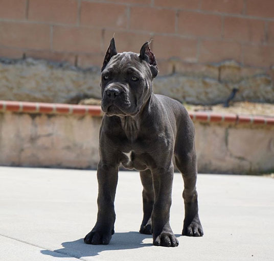 Cane corso